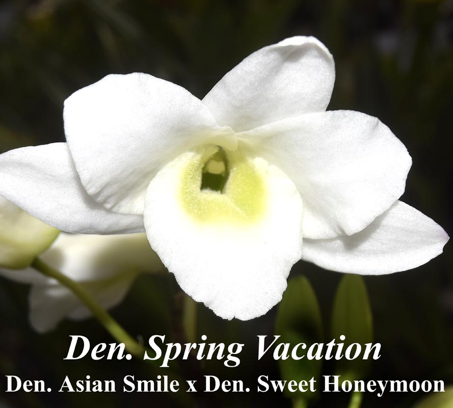 Den. Spring Vacation in bloom 4\" pots